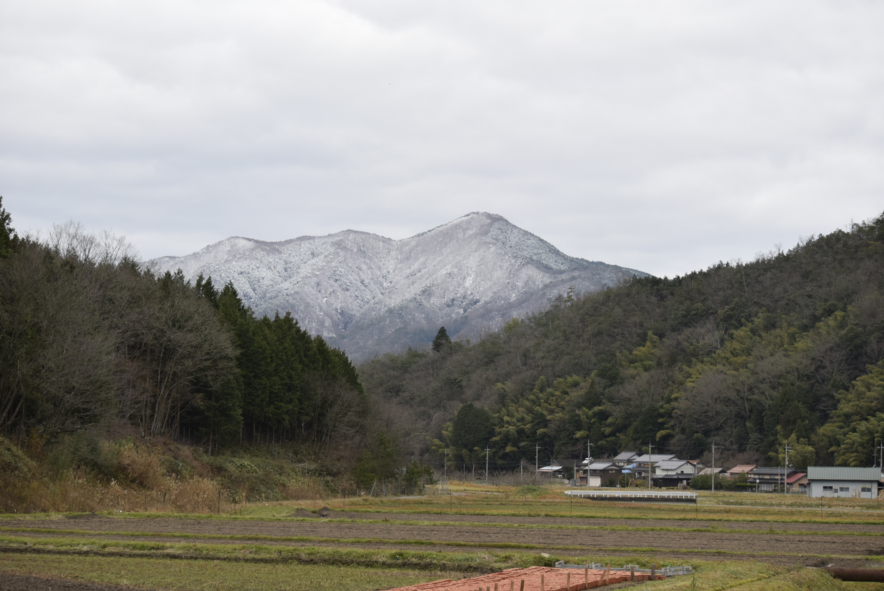 チューリップあふれるまち 兵庫県豊岡市 但東シルクロード観光協会