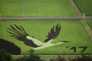 たんとう田んぼアート
