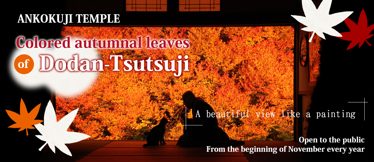 Colored autumnal leaves of Dodan-Tsutsuji