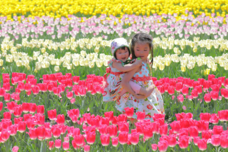 Tanto Tulip Festival