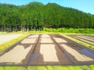 ひまわりまつり