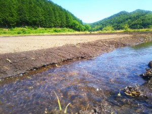 ひまわりまつり