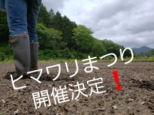 ひまわり畑